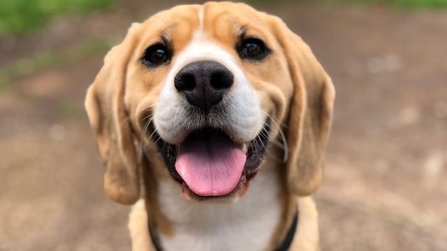 Happy dog